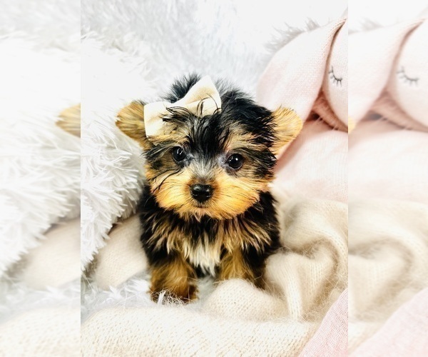 Medium Photo #2 Yorkshire Terrier Puppy For Sale in ATLANTA, GA, USA