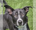 Small #2 Border Collie Mix
