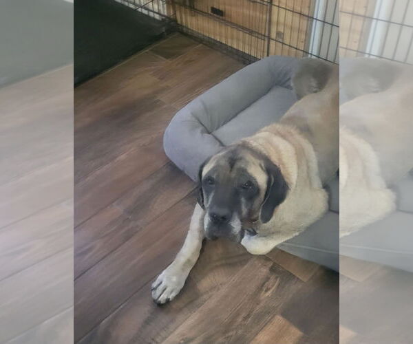 Medium Photo #1 Mastiff Puppy For Sale in Edmond, OK, USA