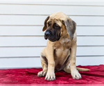 Small #3 Mastiff