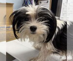 Small #1 Shih Tzu Mix
