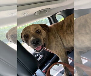 Mutt Dogs for adoption in Evansville, IN, USA