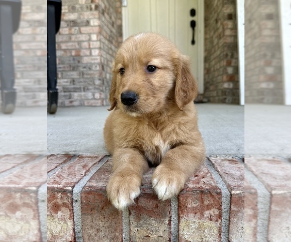 Medium Photo #4 Golden Retriever Puppy For Sale in GREENFIELD, IN, USA