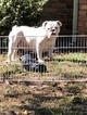 Small Photo #8 English Bulldogge Puppy For Sale in LELAND, NC, USA