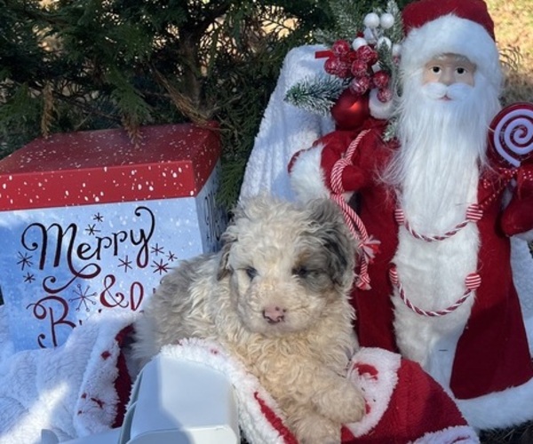 Medium Photo #1 Bernedoodle (Miniature) Puppy For Sale in SALUDA, SC, USA