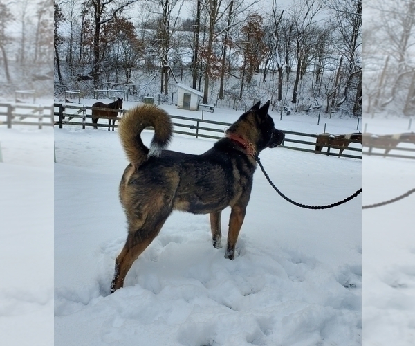 Medium Photo #1 Akita Puppy For Sale in FRESNO, OH, USA
