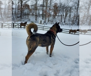 Father of the Akita puppies born on 01/24/2026