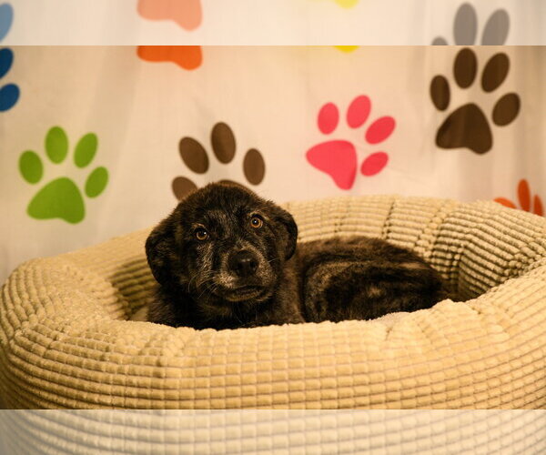 Medium Photo #2 Great Pyrenees-Unknown Mix Puppy For Sale in Brooklyn Center, MN, USA