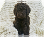 Small Photo #46 Labradoodle mix (+ Poodle Standard) Puppy For Sale in CHULA VISTA, CA, USA