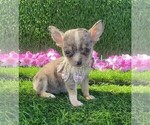 Small Photo #35 Chihuahua Puppy For Sale in FORT LAUDERDALE, FL, USA