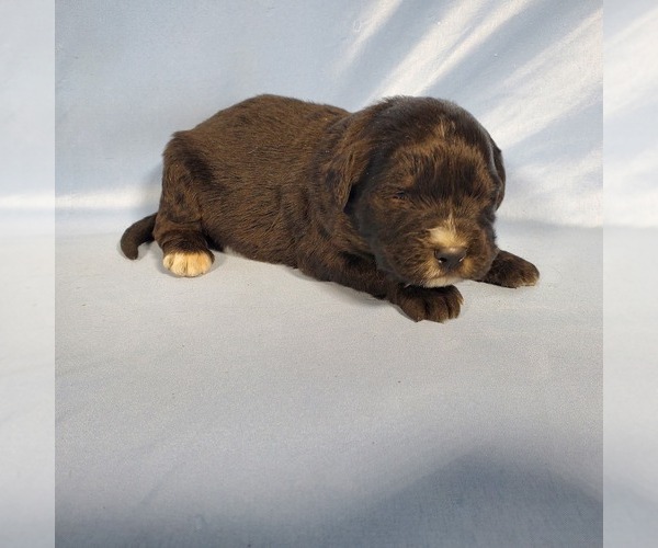 Medium Photo #24 Golden Mountain Dog Puppy For Sale in BLACK FOREST, CO, USA