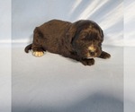Small Photo #24 Golden Mountain Dog Puppy For Sale in BLACK FOREST, CO, USA