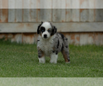 Small Photo #9 Miniature Australian Shepherd Puppy For Sale in EUREKA, NV, USA