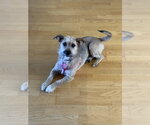 Small #1 Airedale Terrier