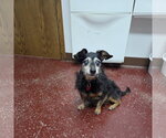 Small Photo #18 Chihuahua-Unknown Mix Puppy For Sale in Fargo, ND, USA