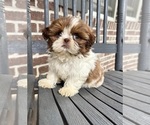 Small #2 Shih Tzu