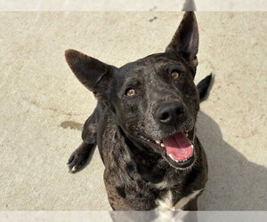 Catahoula Leopard Dog-Unknown Mix Dogs for adoption in Tulsa, OK, USA