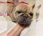 Small #1 French Bulldog