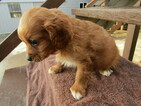 Small Photo #4 Cavapoo Puppy For Sale in HUDSON, MI, USA
