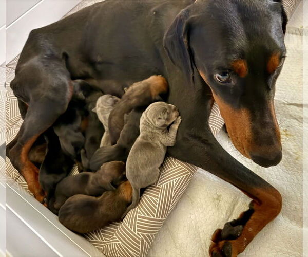 Medium Photo #3 Doberman Pinscher Puppy For Sale in Rancho Cordova, CA, USA