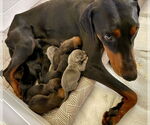 Small #2 Doberman Pinscher