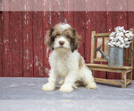 Puppy Fern Cocker Spaniel-Poodle (Miniature) Mix