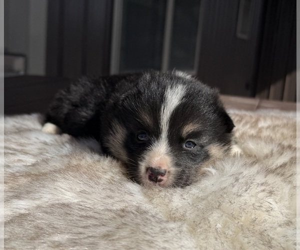 Medium Photo #5 Corgi-Aussie Puppy For Sale in WAUKON, IA, USA
