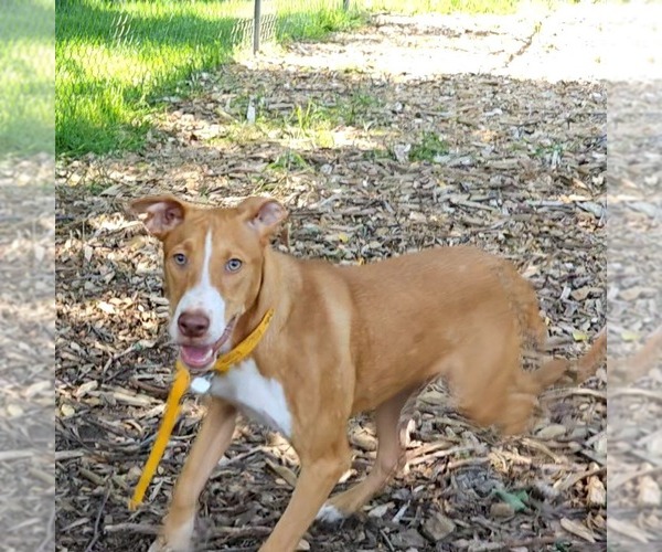 Medium Photo #1 Mutt Puppy For Sale in Bloomingdale, NJ, USA
