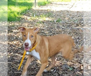 Mutt Dogs for adoption in Bloomingdale, NJ, USA