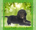 Puppy Biff Golden Mountain Dog