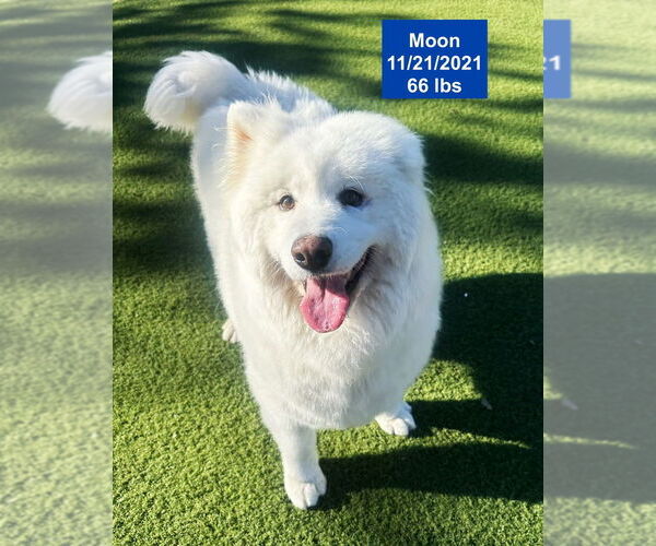 Medium Photo #11 Samoyed Puppy For Sale in West Hollywood, CA, USA