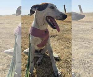 Wishbone - Male Greyhound-Unknown Mix Dog for Adoption - Photo #3