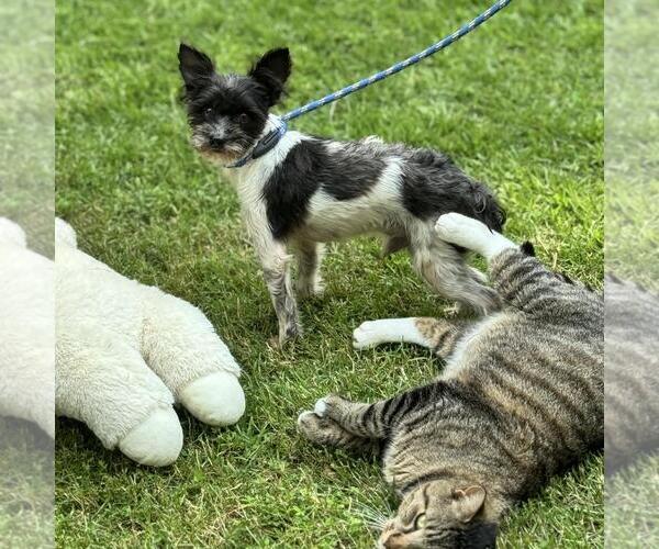 Medium Photo #4 Mutt Puppy For Sale in Yardley, PA, USA