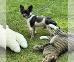 Small #3 Mutt