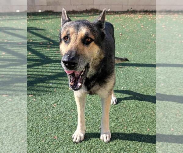 Medium Photo #3 German Shepherd Dog-Unknown Mix Puppy For Sale in Rockwall, TX, USA