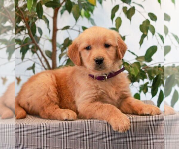 Medium Photo #3 Golden Retriever Puppy For Sale in LITITZ, PA, USA