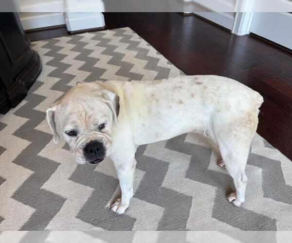 Medium Photo #4 Boxer Puppy For Sale in  Katy, TX, USA