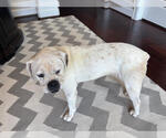 Small #3 Boxer