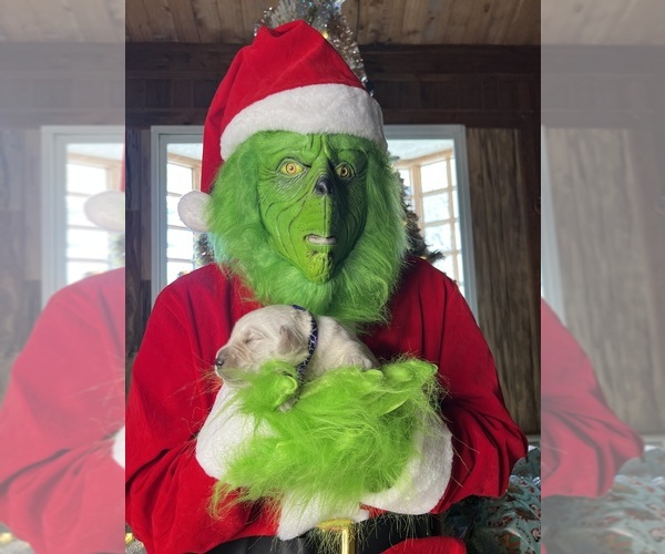 Medium Photo #7 Golden Retriever Puppy For Sale in NEOLA, WV, USA