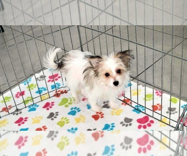 Medium Photo #5 Papitese Puppy For Sale in ORO VALLEY, AZ, USA