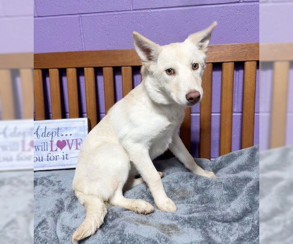 Medium Photo #1 Mutt Puppy For Sale in Genesee, WI, USA