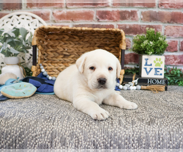 Medium Photo #4 Labrador Retriever Puppy For Sale in SYRACUSE, IN, USA