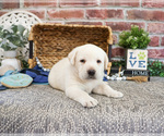 Small #3 Labrador Retriever