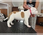 Small #2 American Staffordshire Terrier