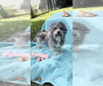 Small #2 Petit Basset Griffon Vendeen
