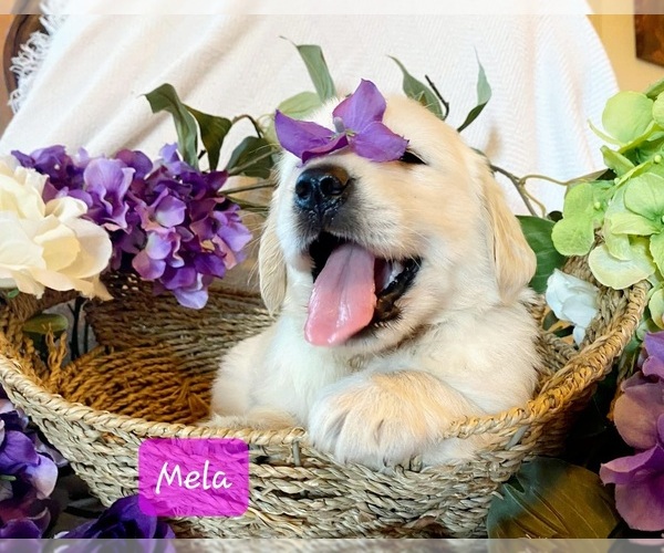 Medium Photo #4 Golden Retriever Puppy For Sale in MARSHFIELD, MO, USA