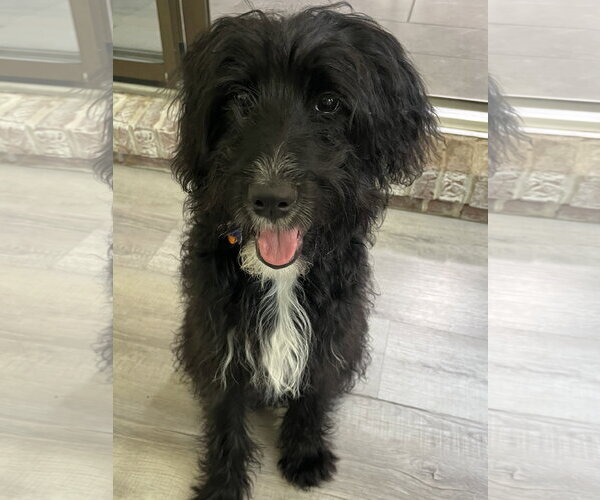 Medium Photo #3 Poodle (Standard)-Unknown Mix Puppy For Sale in Cookeville, TN, USA