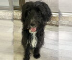 Small #2 Poodle (Standard) Mix