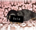 Small Photo #5 Dachshund Puppy For Sale in SHERMAN, TX, USA