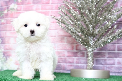 Medium Photo #6 Maltese Puppy For Sale in BEL AIR, MD, USA